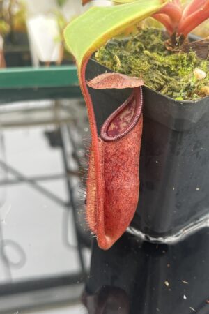 Close Up of Nepenthes robcantleyi x palawanensis | Borneo Exotics | BE-4591 | IN20922