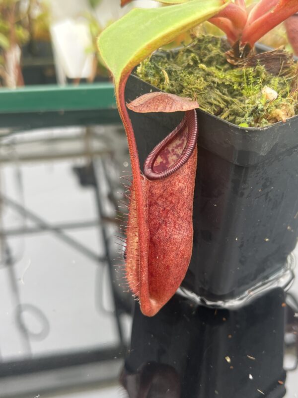 Close Up of Nepenthes robcantleyi x palawanensis | Borneo Exotics | BE-4591 | IN20922