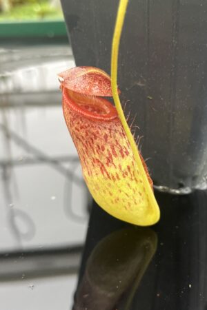 Close Up of Nepenthes robcantleyi x tenuis | Borneo Exotics | BE-3982 | 20806