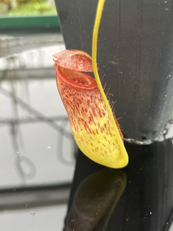 Close Up of Nepenthes robcantleyi x tenuis | Borneo Exotics | BE-3982 | 20806