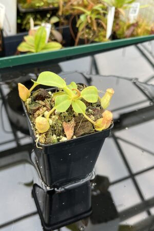 Close Up of Nepenthes robcantleyi x veitchii | Borneo Exotics | BE-3933 | 21011