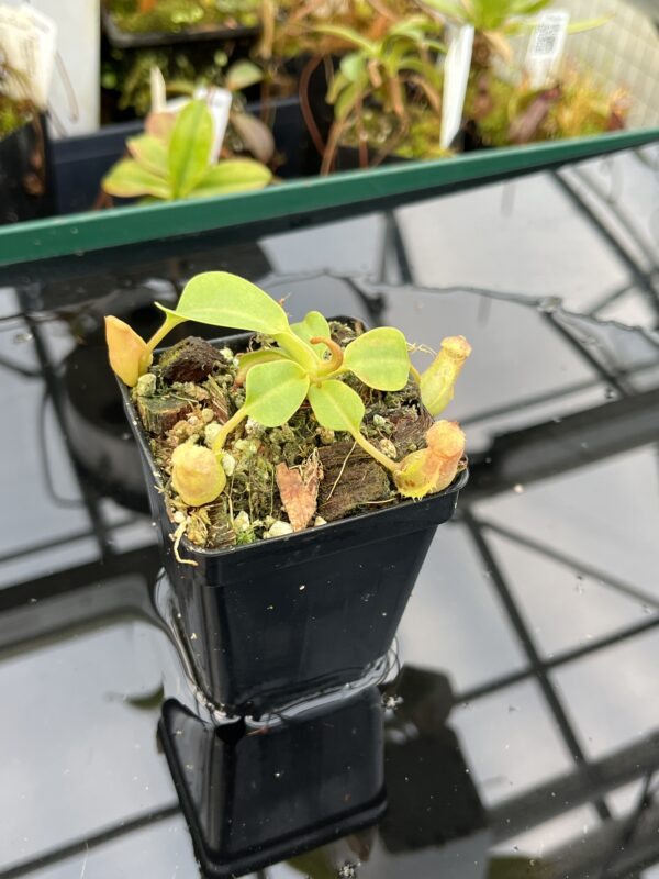 Close Up of Nepenthes robcantleyi x veitchii | Borneo Exotics | BE-3933 | 21011