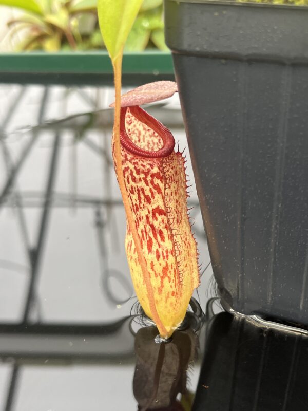 Close Up of Nepenthes sibuyanensis x klossii | Borneo Exotics | BE-4566 | 20805