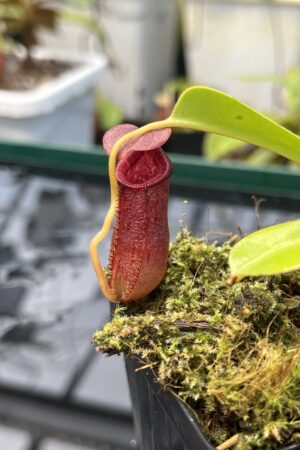 Close Up of Nepenthes sibuyanensis x lowii | Borneo Exotics | BE-4504 | 20859