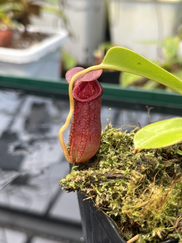Close Up of Nepenthes sibuyanensis x lowii | Borneo Exotics | BE-4504 | 20859