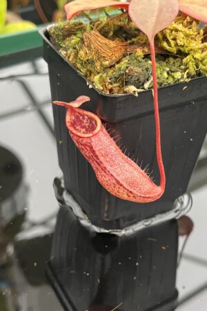 Close Up of Nepenthes sibuyanensis x peltata | Borneo Exotics | BE-4532 | 21026