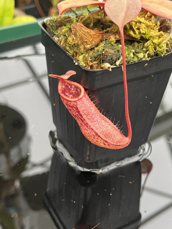 Close Up of Nepenthes sibuyanensis x peltata | Borneo Exotics | BE-4532 | 21026