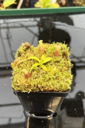 Close Up of Nepenthes singalana Belirang x villosa | JH | Clone 6 | Florae Collaborative | FC-353.06 | 21043