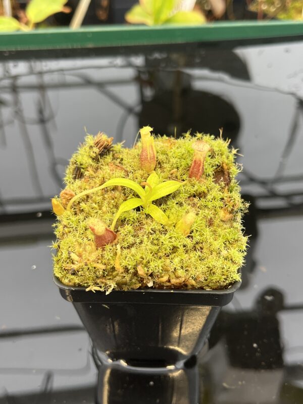 Close Up of Nepenthes singalana Belirang x villosa | JH | Clone 6 | Florae Collaborative | FC-353.06 | 21043