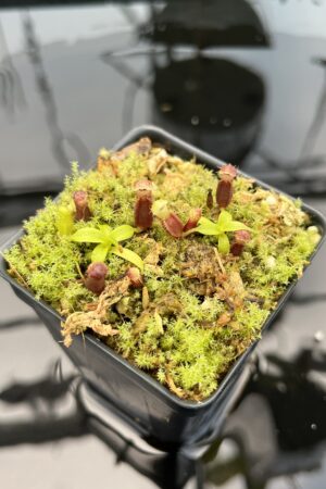 Close Up of Nepenthes singalana Belirang x villosa | JH | Florae Collaborative | FC-353.07 | 20748