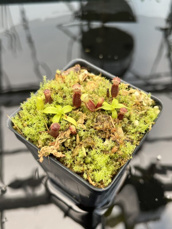 Close Up of Nepenthes singalana Belirang x villosa | JH | Florae Collaborative | FC-353.07 | 20748