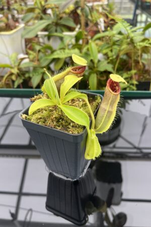 Close Up of Nepenthes spathulata | Borneo Exotics | BE-3175 | 20830