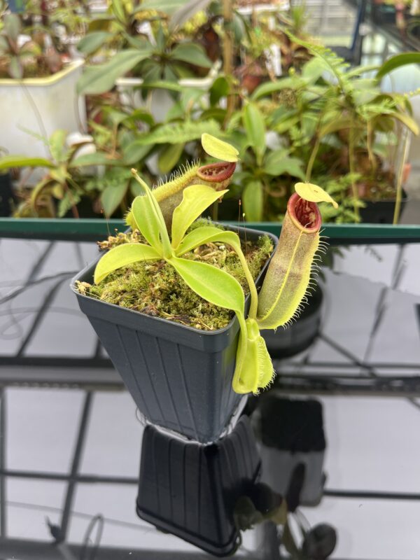 Close Up of Nepenthes spathulata | Borneo Exotics | BE-3175 | 20830