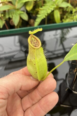 Close Up of Nepenthes spathulata x ampullaria | Borneo Exotics | BE-3881 | 20820
