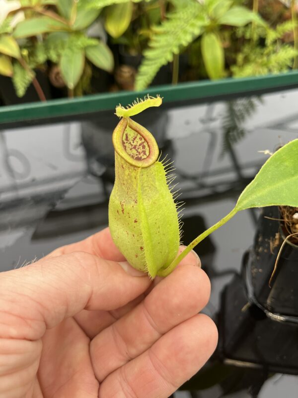 Close Up of Nepenthes spathulata x ampullaria | Borneo Exotics | BE-3881 | 20820