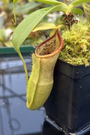 Close Up of Nepenthes spathulata x campanulata | Borneo Exotics | BE-3796 | 20868