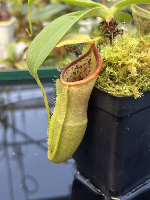 Close Up of Nepenthes spathulata x campanulata | Borneo Exotics | BE-3796 | 20868