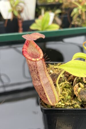 Close Up of Nepenthes spathulata x (densiflora x spectabilis) | Borneo Exotics | BE-4589 | 20942