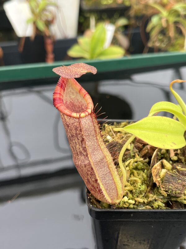 Close Up of Nepenthes spathulata x (densiflora x spectabilis) | Borneo Exotics | BE-4589 | 20942