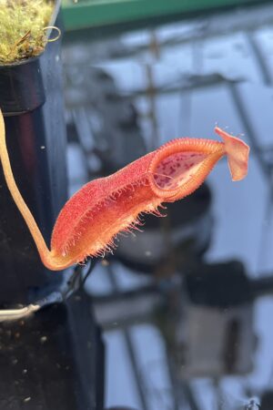 Close Up of Nepenthes spathulata x diabolica | Borneo Exotics | BE-3983 | 20887