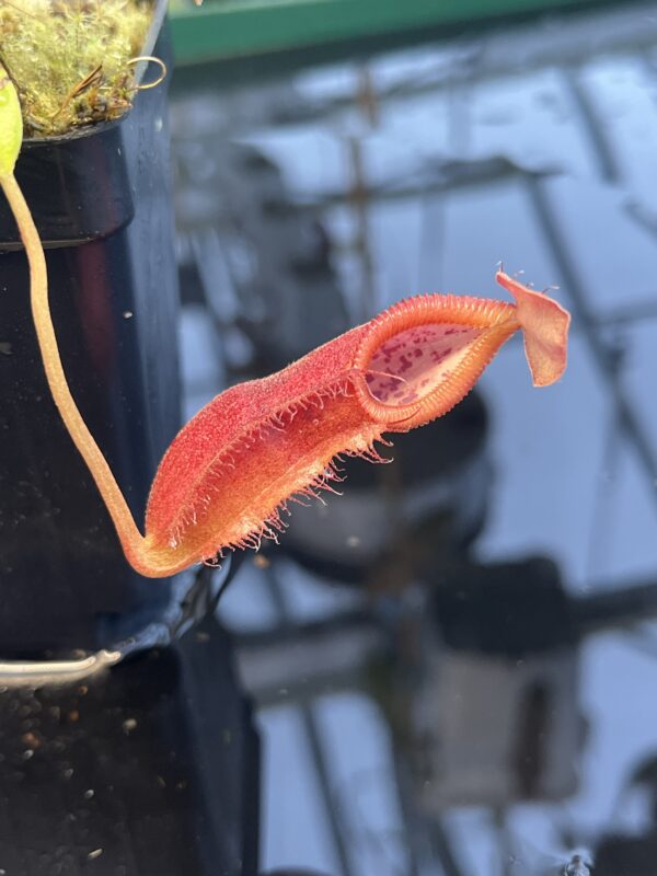 Close Up of Nepenthes spathulata x diabolica | Borneo Exotics | BE-3983 | 20887