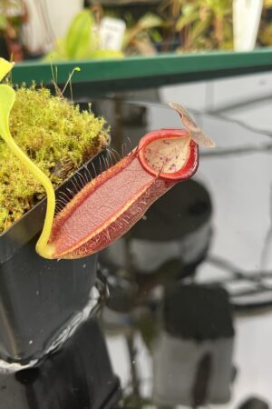 Close Up of Nepenthes spathulata x gymnamphora | Borneo Exotics | BE-3422 | 20944