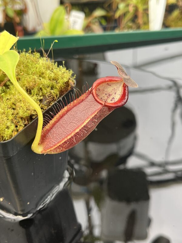 Close Up of Nepenthes spathulata x gymnamphora | Borneo Exotics | BE-3422 | 20944