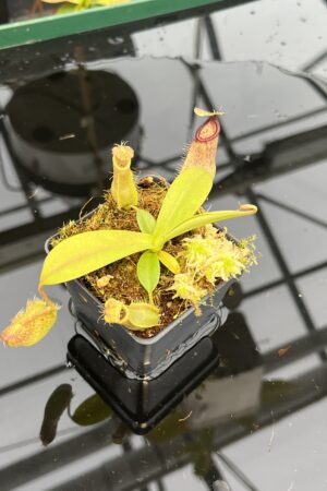 Close Up of Nepenthes spathulata x hamata | Borneo Exotics | BE-3843 | 21050