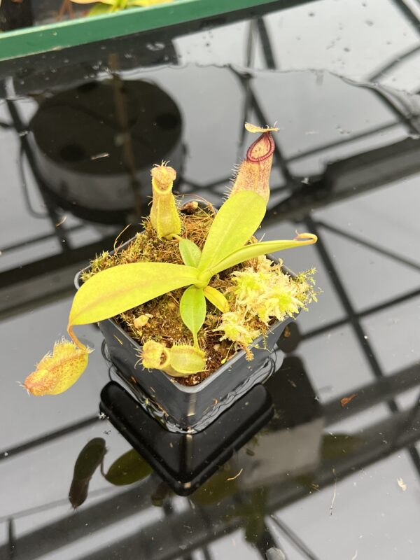 Close Up of Nepenthes spathulata x hamata | Borneo Exotics | BE-3843 | 21050