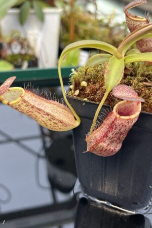 Close Up of Nepenthes spathulata x spectabilis | Borneo Exotics | BE-4528 | 21034
