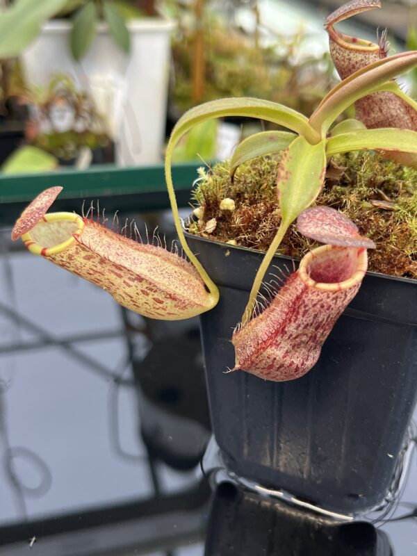 Close Up of Nepenthes spathulata x spectabilis | Borneo Exotics | BE-4528 | 21034