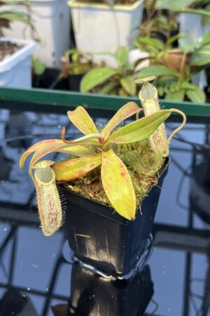 Close Up of Nepenthes spectabilis | Borneo Exotics | BE-3177 | 20889