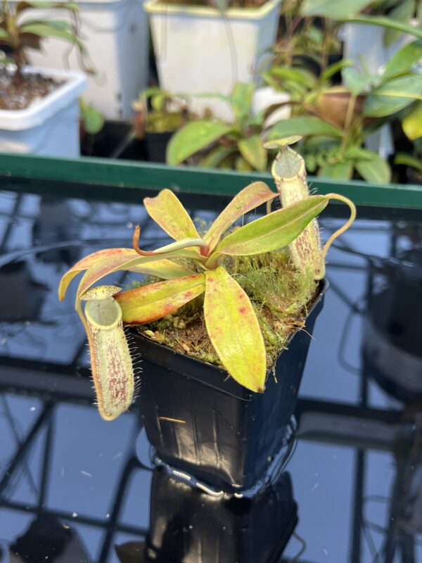 Close Up of Nepenthes spectabilis | Borneo Exotics | BE-3177 | 20889