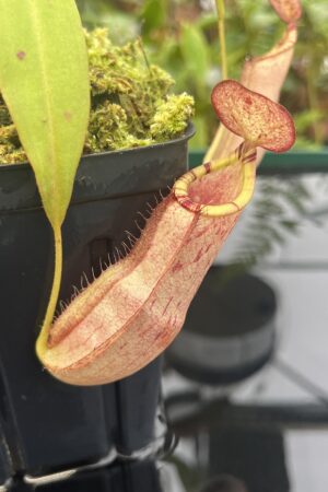 Close Up of Nepenthes spectabilis x mirabilis var. globosa | Borneo Exotics | BE-4523 | 20804