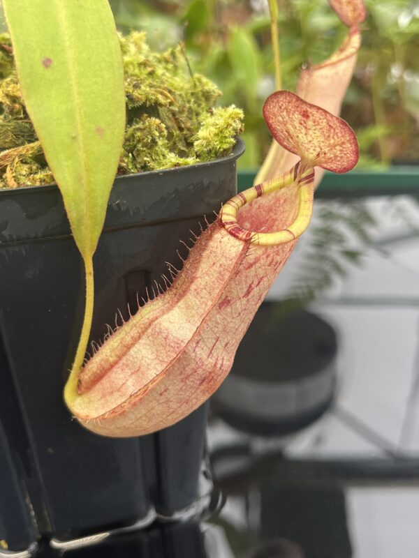Close Up of Nepenthes spectabilis x mirabilis var. globosa | Borneo Exotics | BE-4523 | 20804