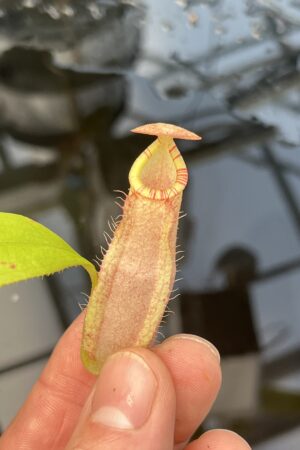 Close Up of Nepenthes spectabilis x mirabilis var. globosa | Borneo Exotics | BE-4523 | 20857