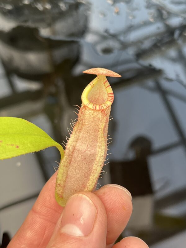 Close Up of Nepenthes spectabilis x mirabilis var. globosa | Borneo Exotics | BE-4523 | 20857