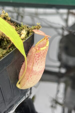 Close Up of Nepenthes spectabilis x mirabilis var. globosa | Borneo Exotics | BE-4523 | 20931