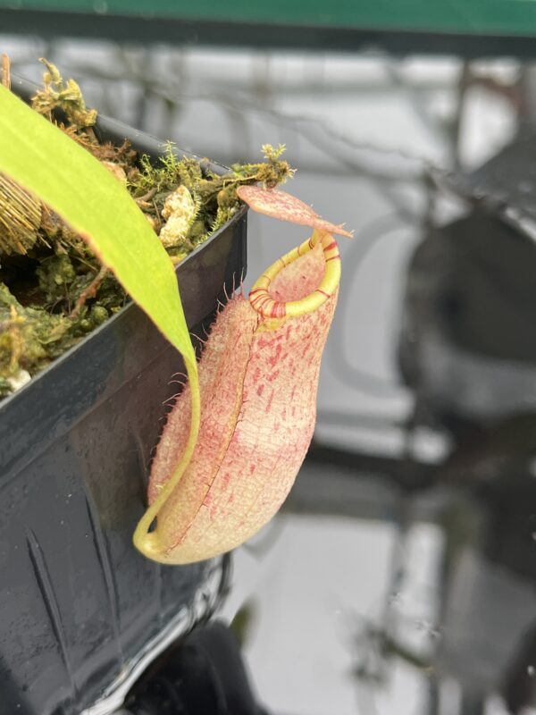 Close Up of Nepenthes spectabilis x mirabilis var. globosa | Borneo Exotics | BE-4523 | 20931