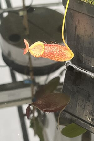 Close Up of Nepenthes spectabilis x tenuis | Borneo Exotics | BE-3884 | 20811