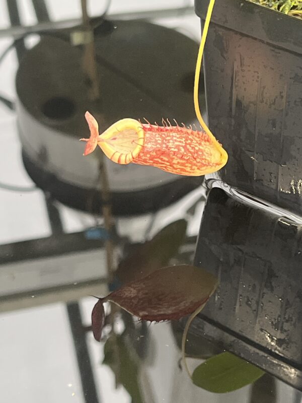 Close Up of Nepenthes spectabilis x tenuis | Borneo Exotics | BE-3884 | 20811