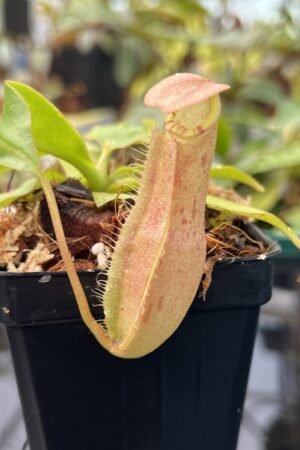 Close Up of Nepenthes sumatrana | Borneo Exotics | BE-4540 | 20736
