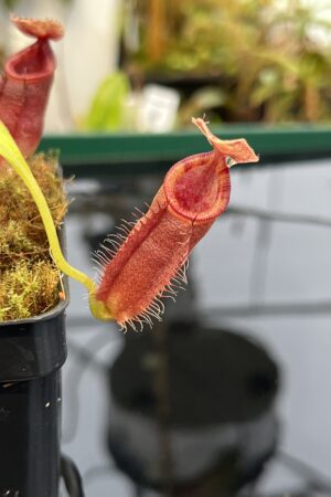Close Up of Nepenthes talangensis x (lowii x tentaculata) | Borneo Exotics | BE-4573 | 21036