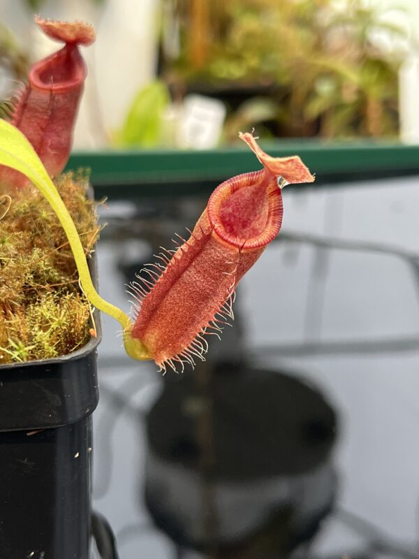 Close Up of Nepenthes talangensis x (lowii x tentaculata) | Borneo Exotics | BE-4573 | 21036