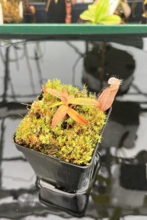 Close Up of Nepenthes tentaculata | Borneo Exotics | BE-3870 | 20943