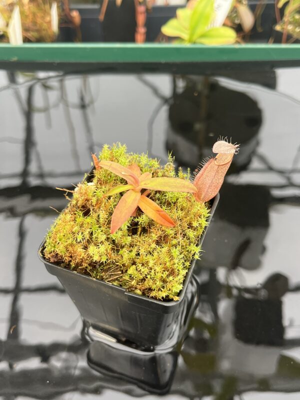 Close Up of Nepenthes tentaculata | Borneo Exotics | BE-3870 | 20943