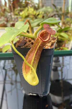 Close Up of Nepenthes truncata | Borneo Exotics | BE-3203 | 20853