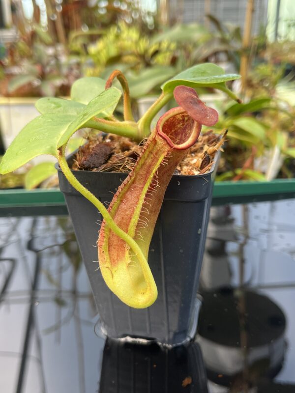 Close Up of Nepenthes truncata | Borneo Exotics | BE-3203 | 20853
