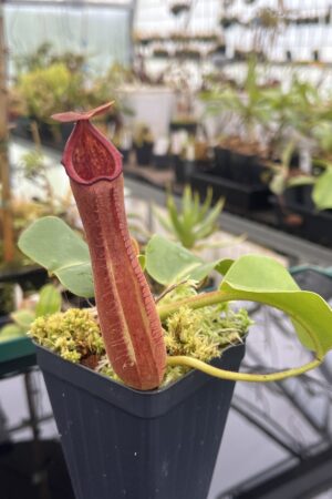Close Up of Nepenthes truncata | Borneo Exotics | BE-3203 | 20901