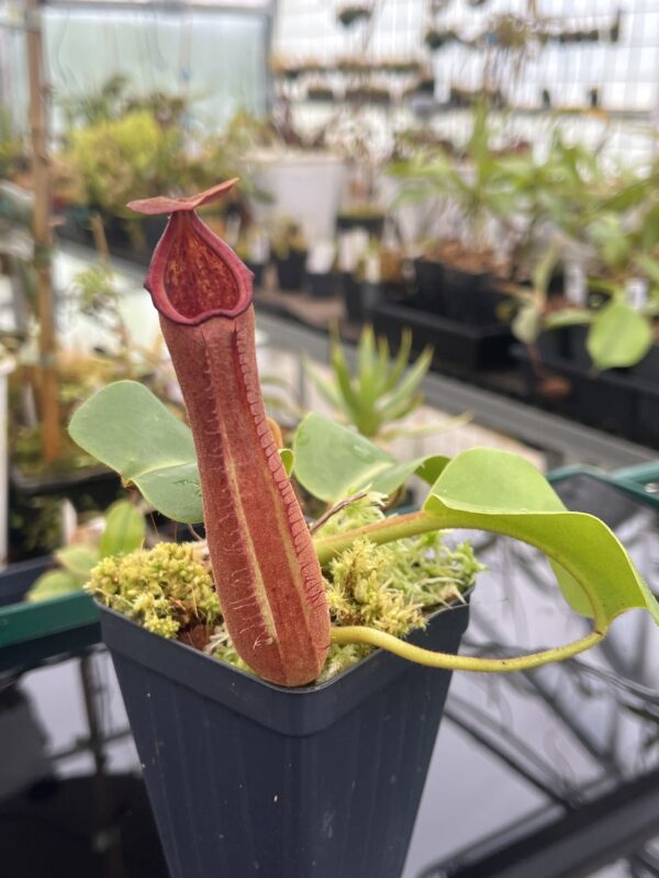 Close Up of Nepenthes truncata | Borneo Exotics | BE-3203 | 20901